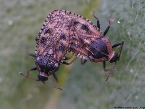 Image of Lace bug