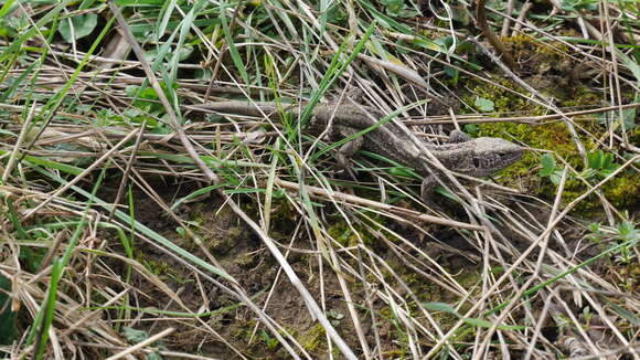 Image of Sand Lizard