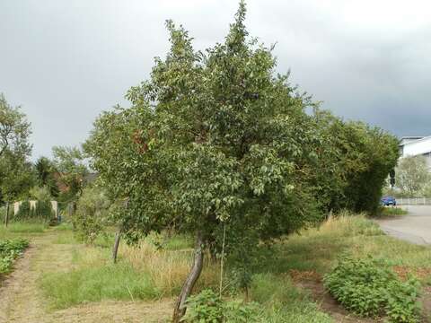 Image of Prune plum