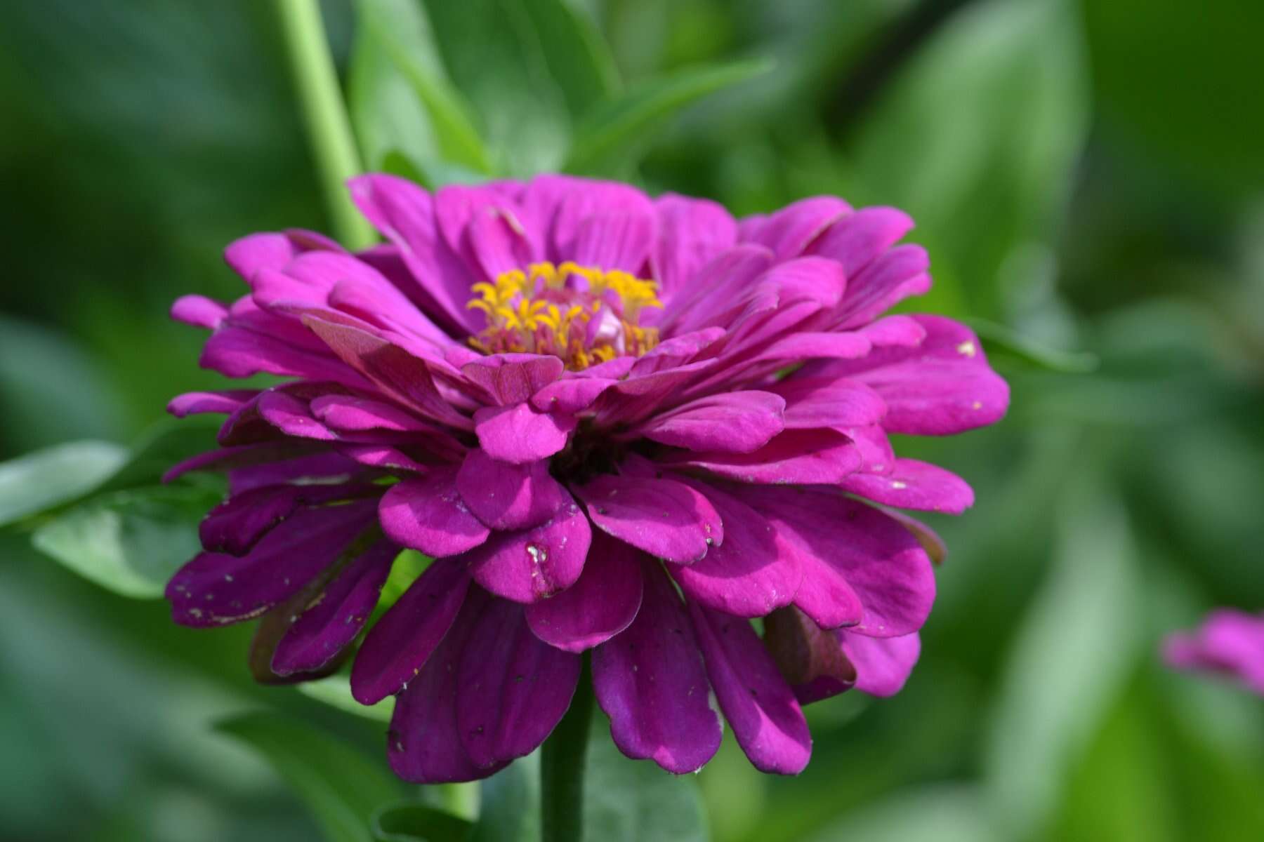 Imagem de Zinnia elegans Jacq.