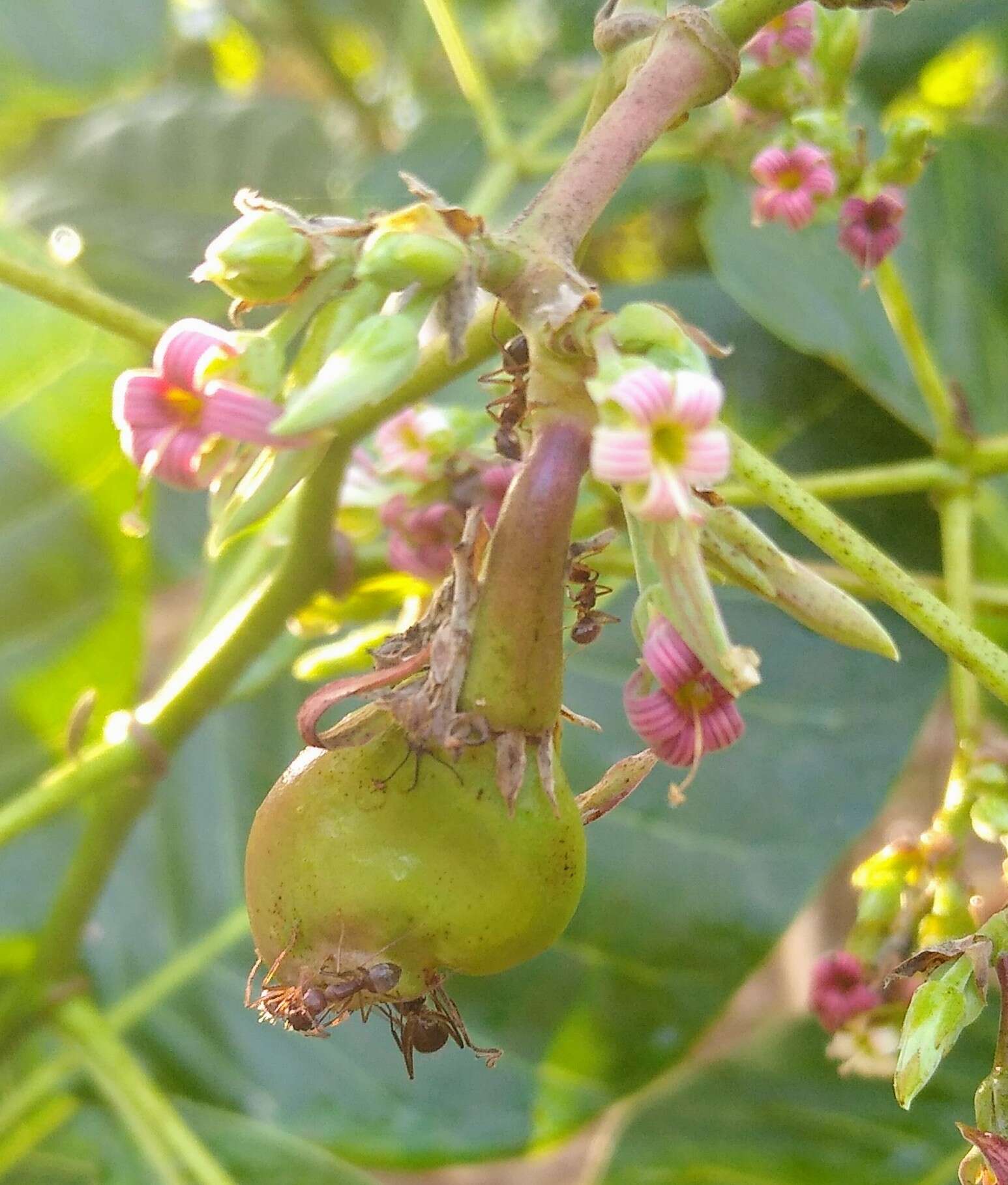 Image of cashew