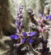 Plancia ëd Marina parryi (A. Gray) Barneby