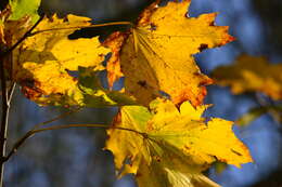 Image of Norway Maple