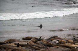 Image of Northern Elephant Seal