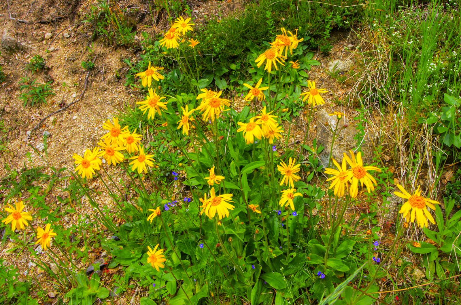 Image of mountain arnica