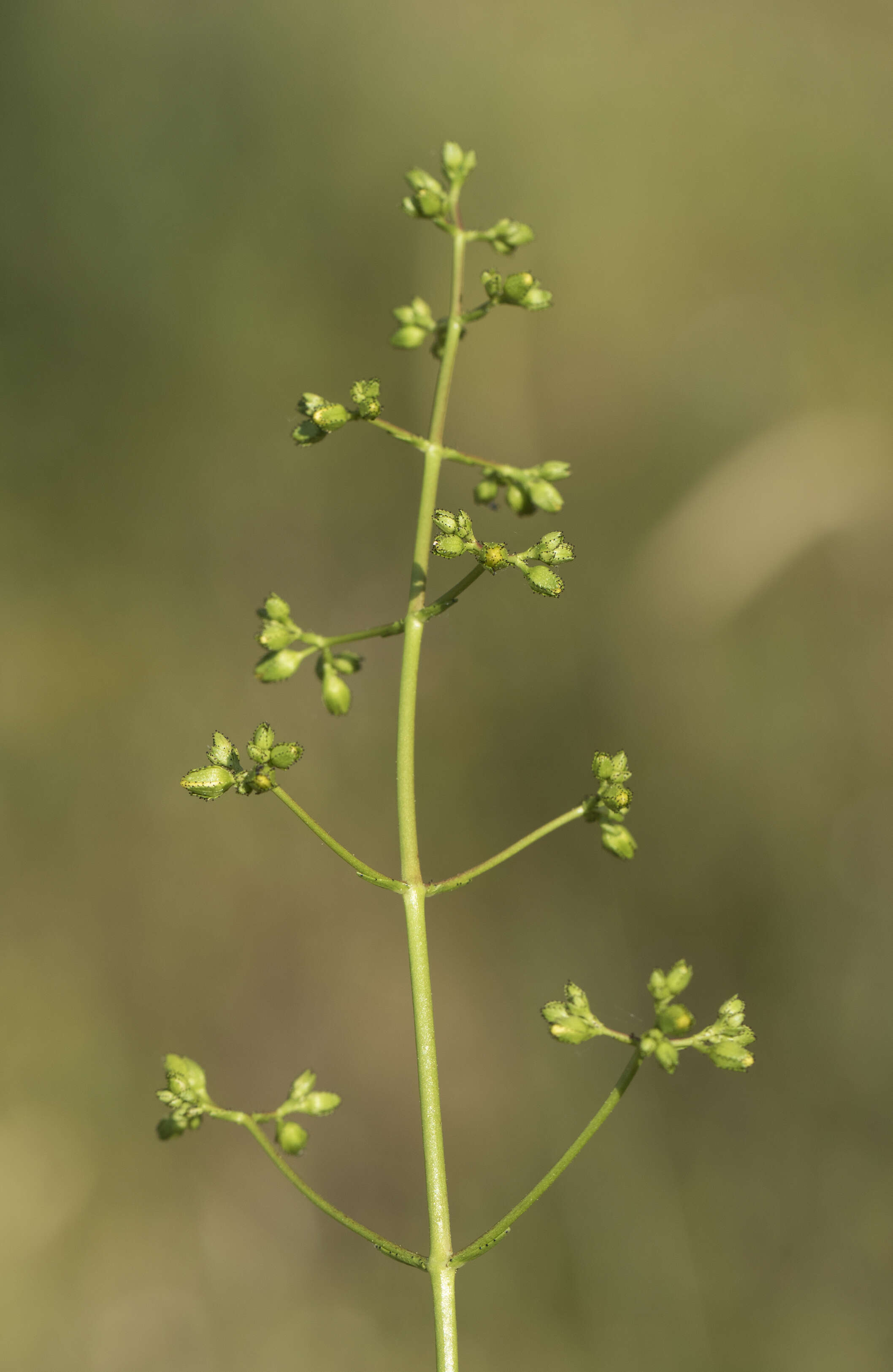 Image of Hypericum lanuginosum Lam.