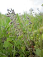 Image of Early Forget-me-not