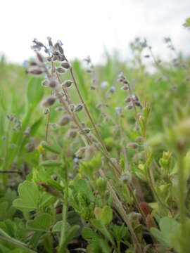 Слика од Myosotis ramosissima Rochel