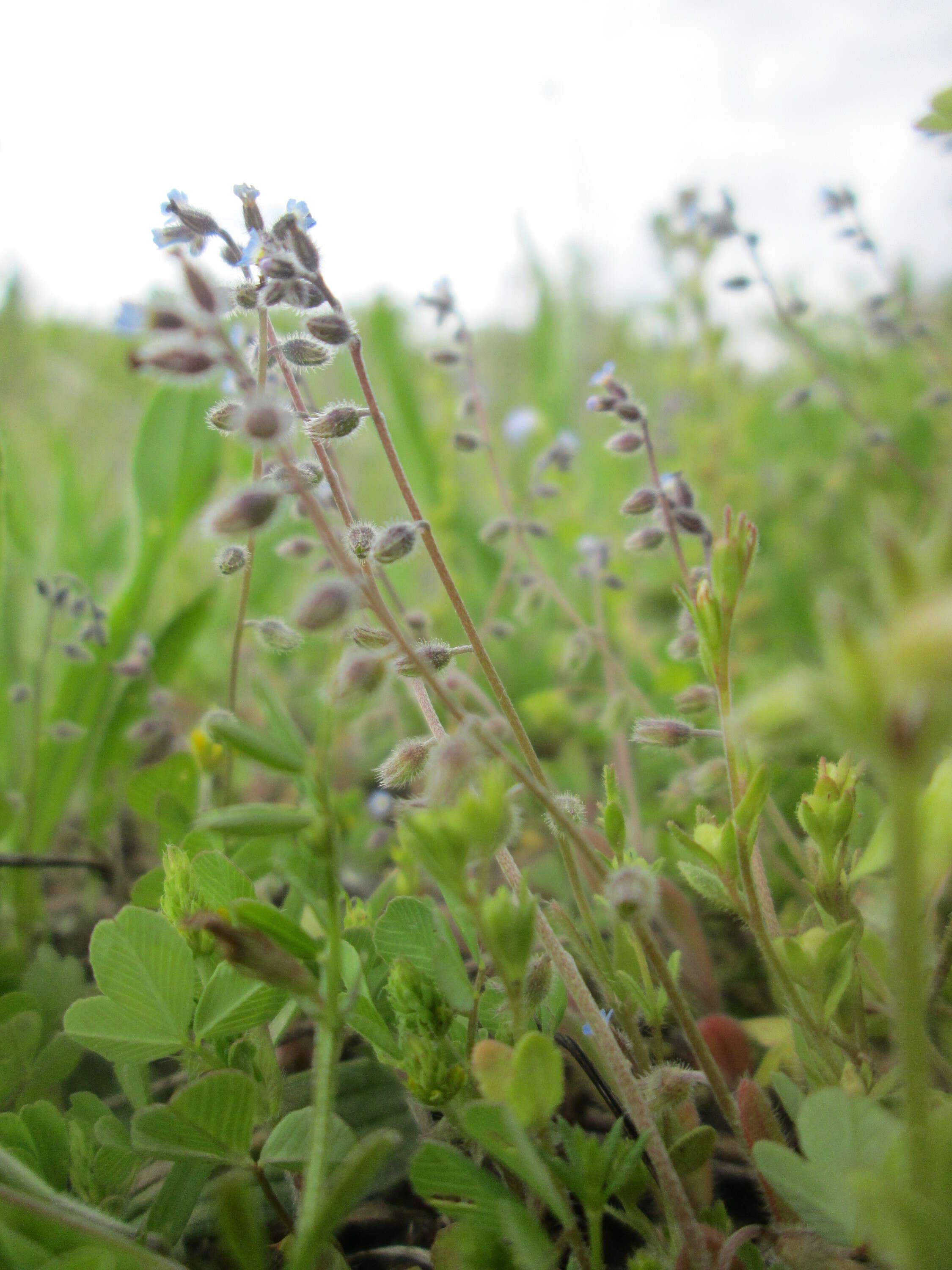 Image of Early Forget-me-not