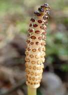 Image of Shady Horsetail