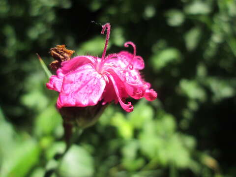 Image of carthusian pink