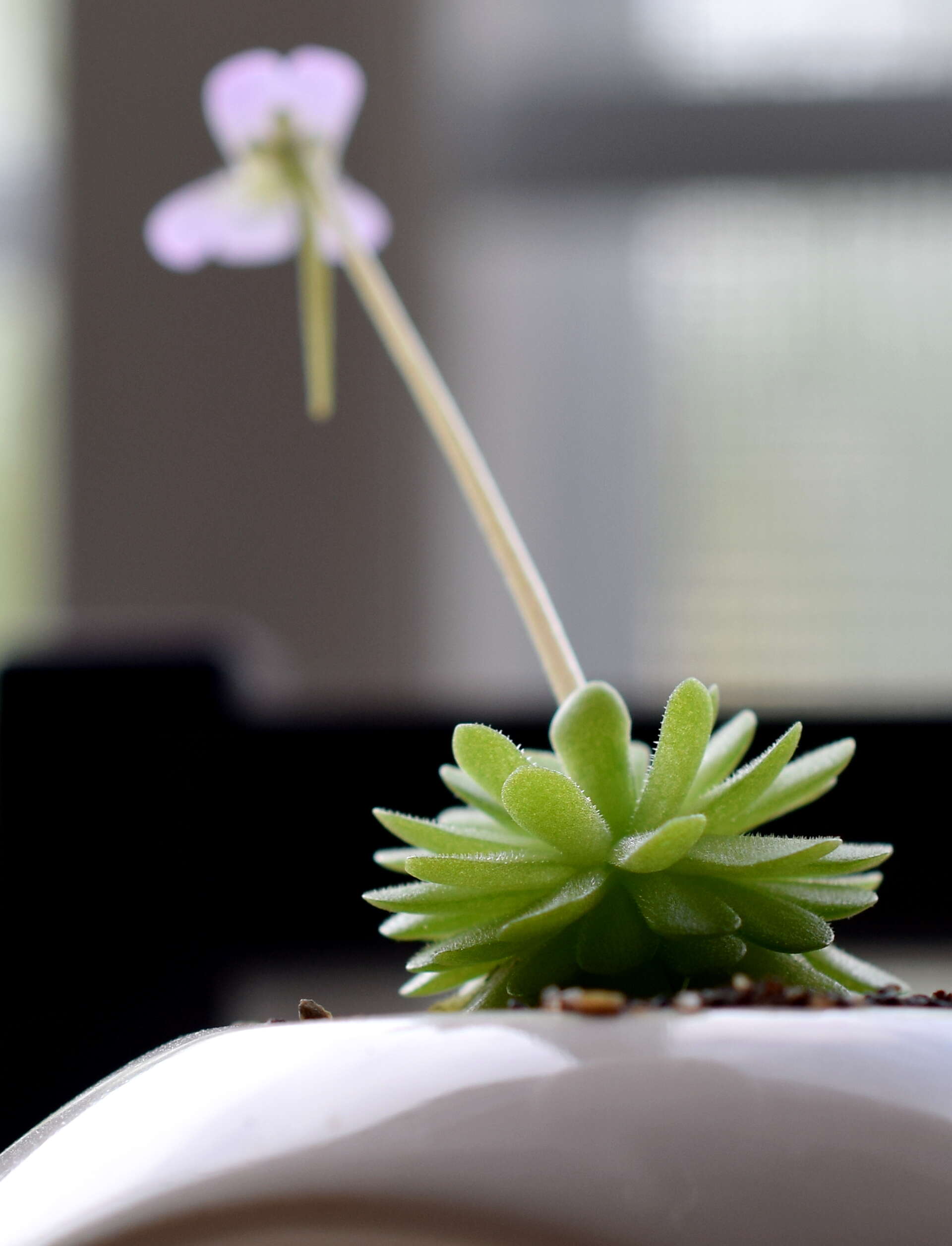 Imagem de Pinguicula esseriana B. Kirchner