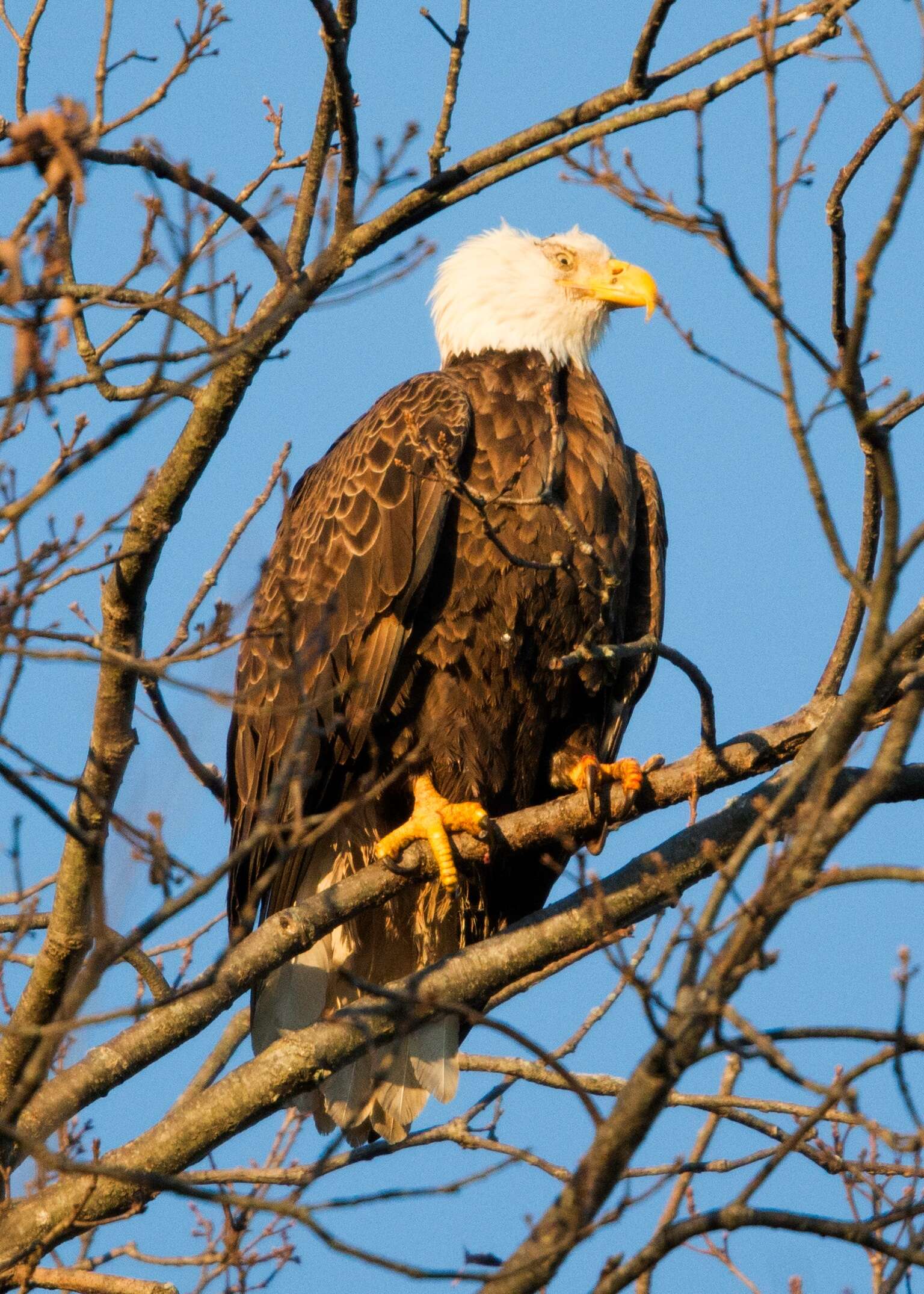 Image of Bald Eagle