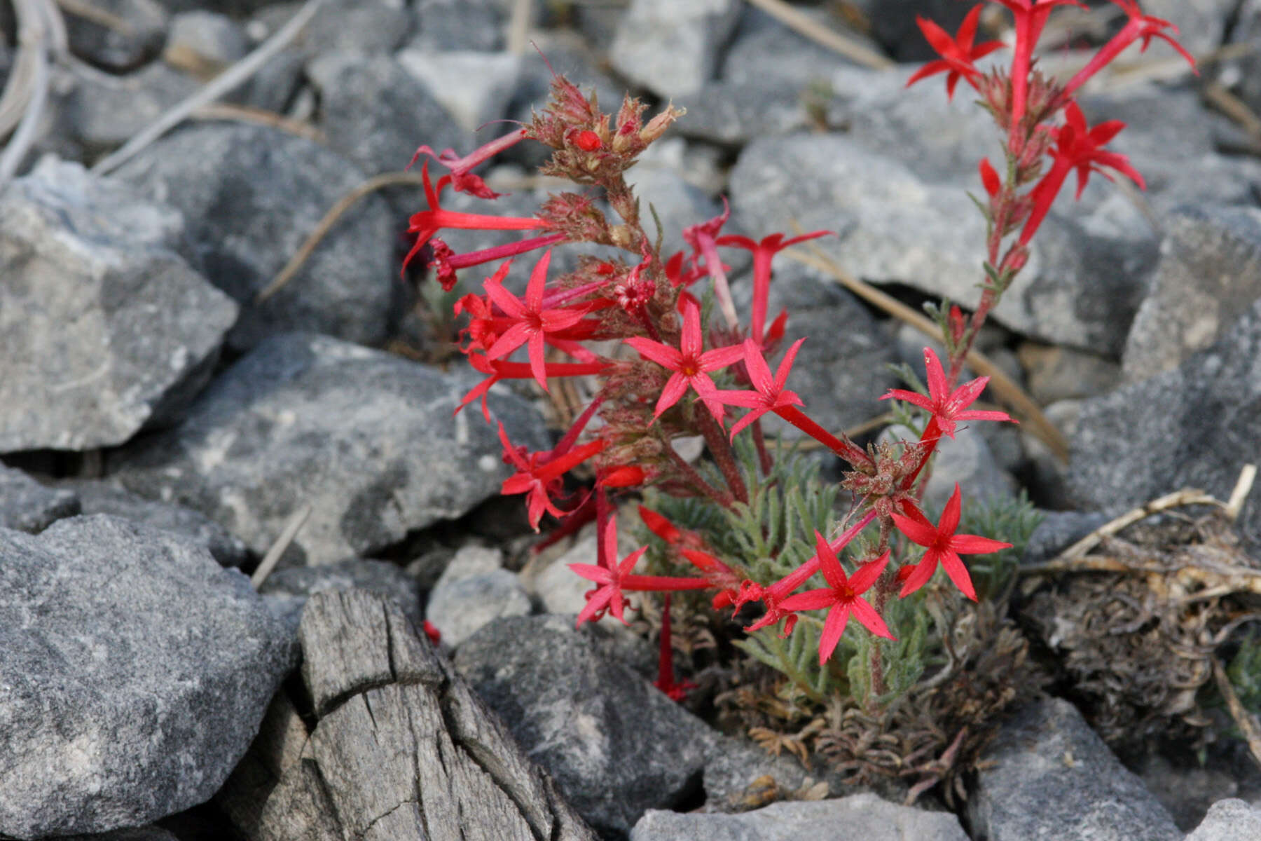 Image of Arizona ipomopsis