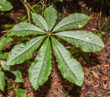 Imagem de Schefflera digitata J. R. Forst. & G. Forst.