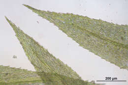 Image of Kindbergia praelonga