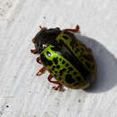 Image of Calligrapha pantherina