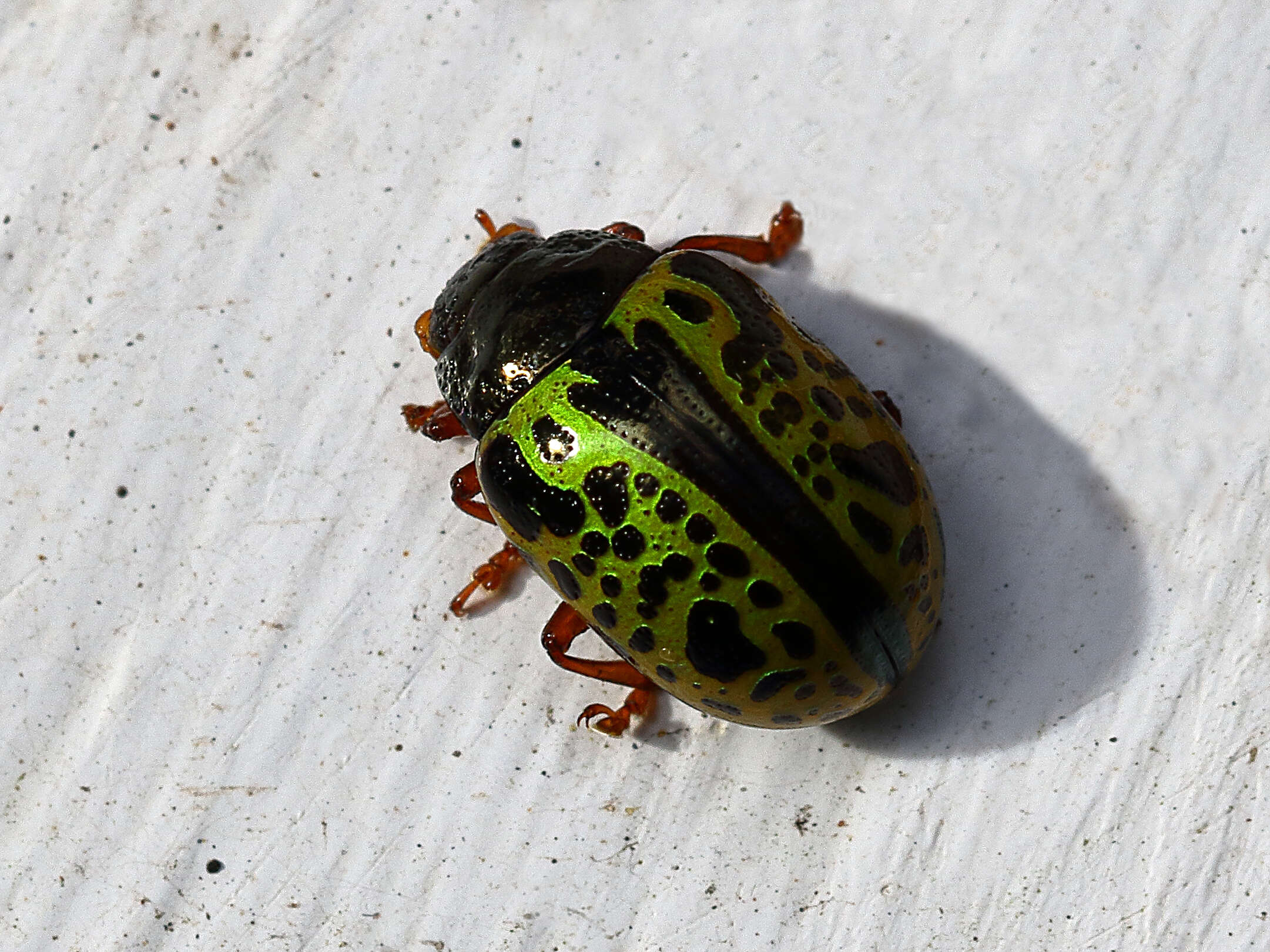 Image of Calligrapha pantherina