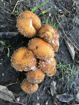 Pholiota squarrosa (Vahl) P. Kumm. 1871 resmi