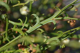 Imagem de Acacia stenoptera Benth.