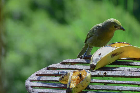 صورة Thraupis palmarum (Wied-Neuwied 1821)