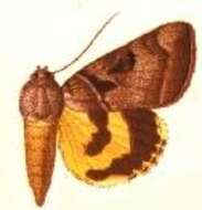 Image of Whitney's Underwing Moth