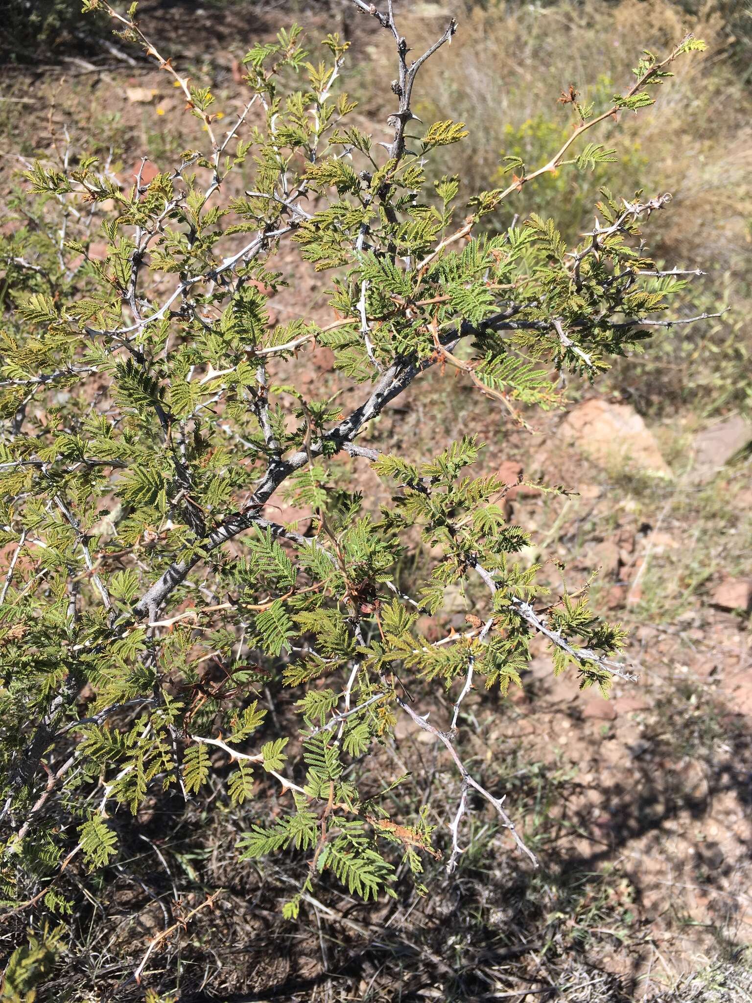 Plancia ëd Mimosa aculeaticarpa Ortega