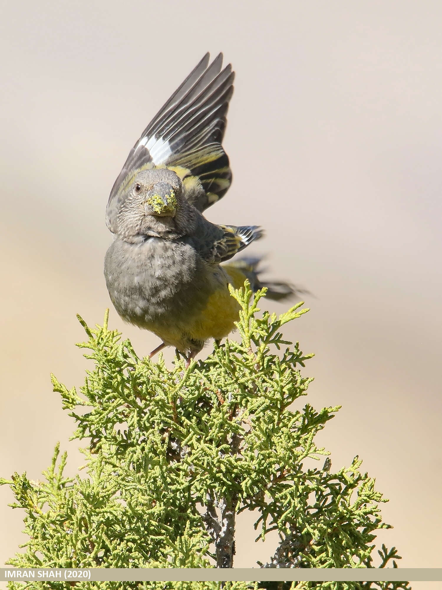 Image of White-winged Grosbeak