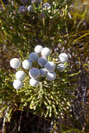 Sivun Brunia noduliflora P Goldblatt & J. C. Manning kuva