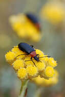 Image of Heliotaurus ruficollis