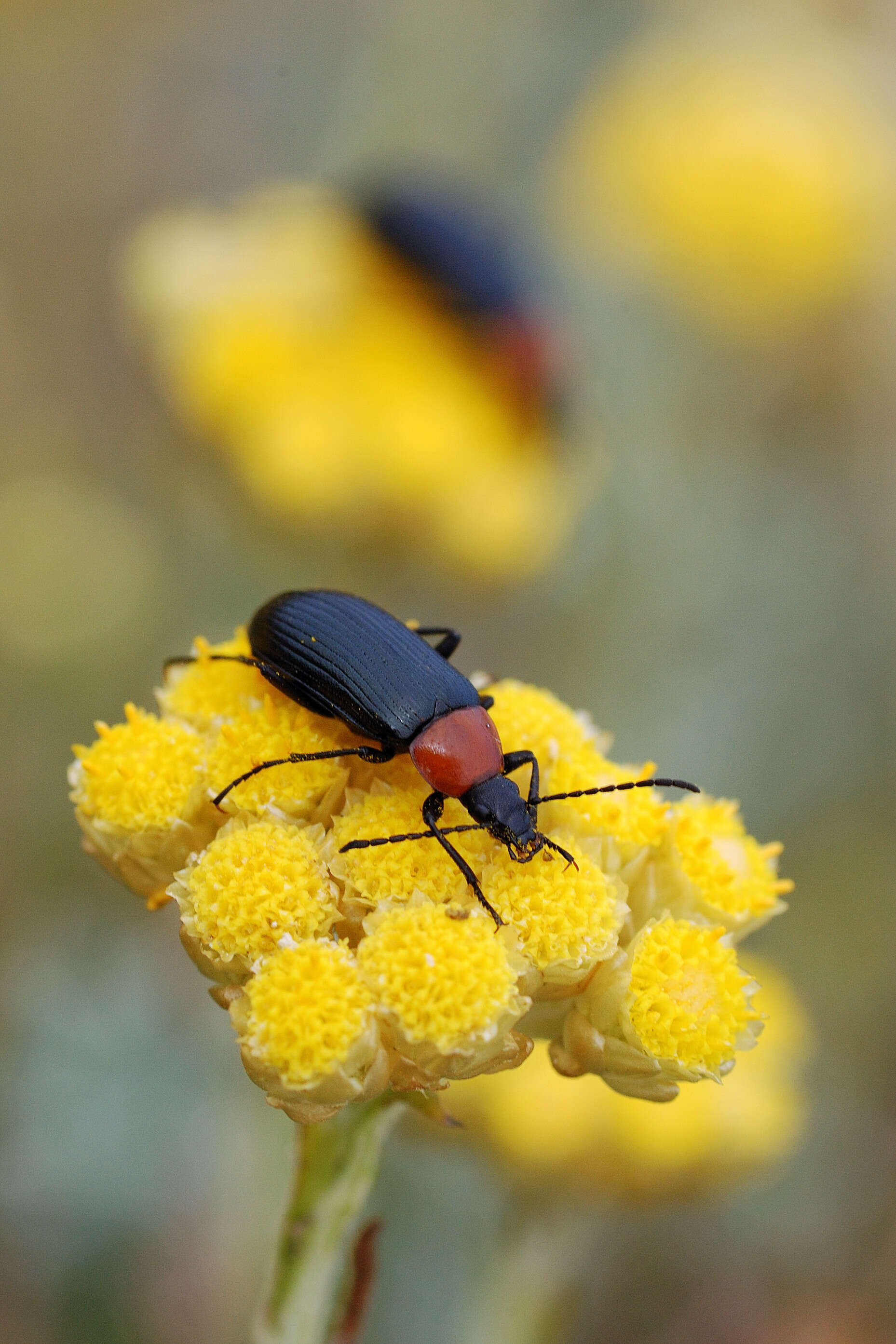 Image of Heliotaurus ruficollis