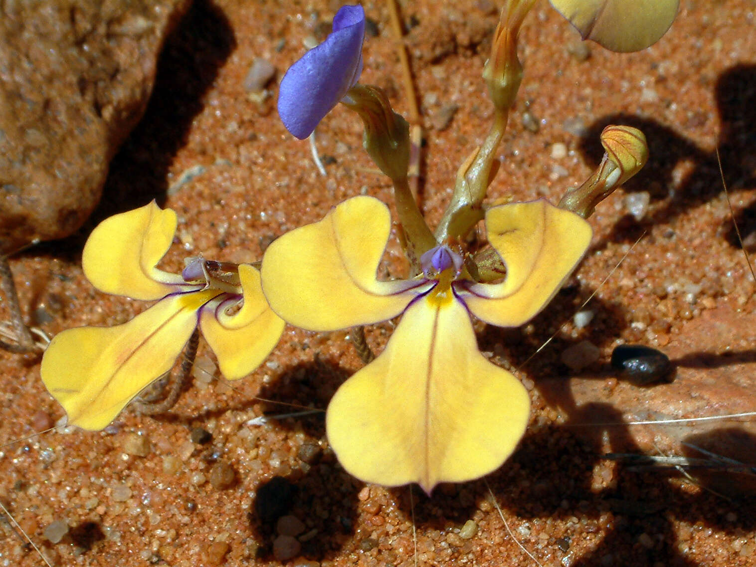 Plancia ëd Lobelia winifrediae Diels