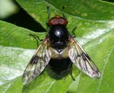 Image of gread pied hoverfly