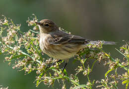 Image of Myrtle Warbler