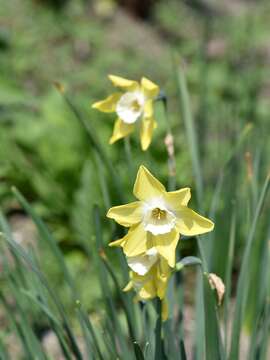 Image of jonquil