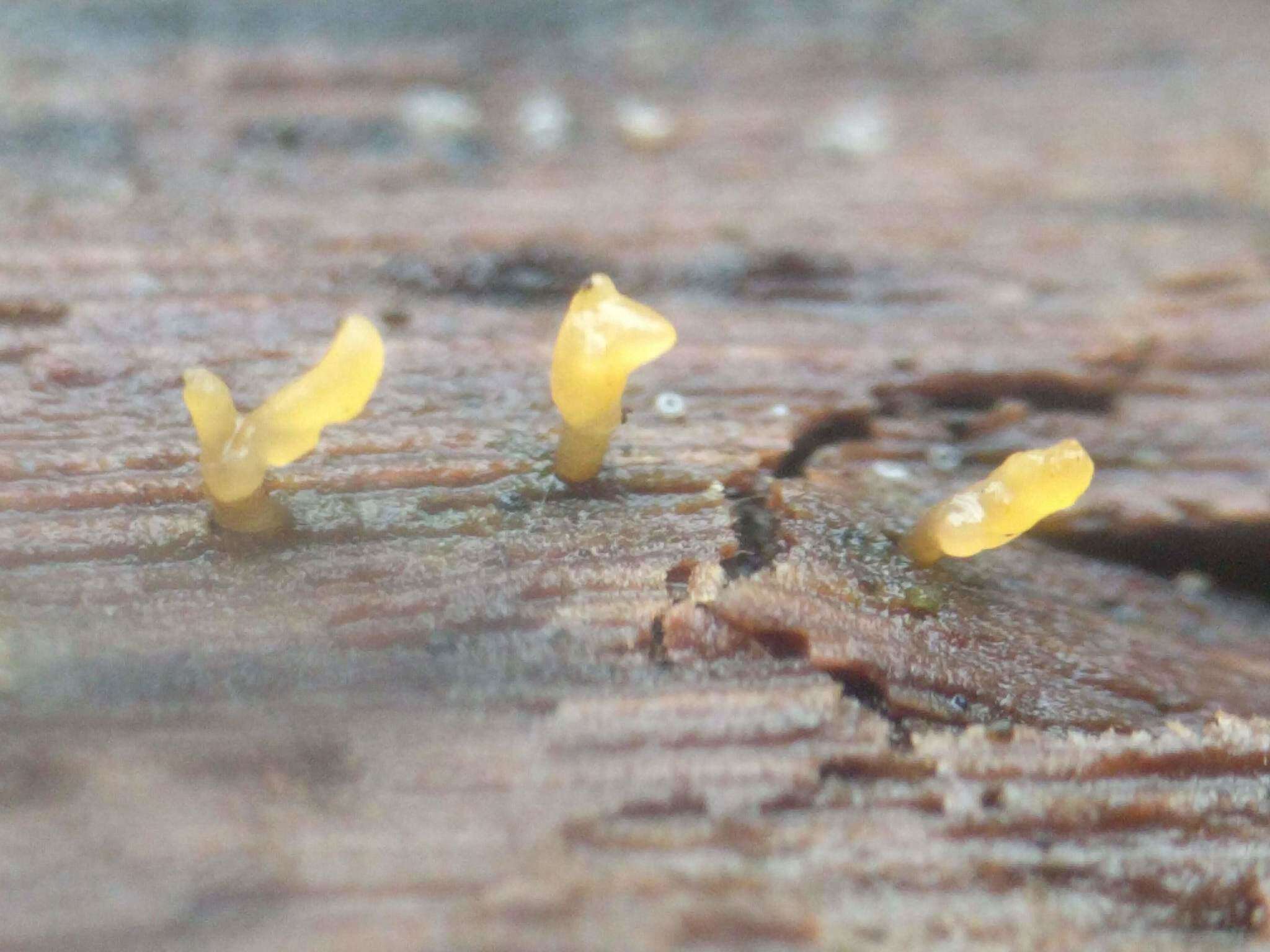 Image of Calocera cornea (Batsch) Fr. 1827