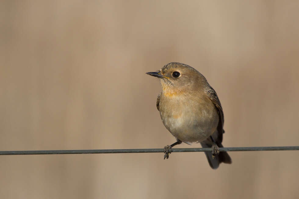 Слика од Petroica phoenicea Gould 1837