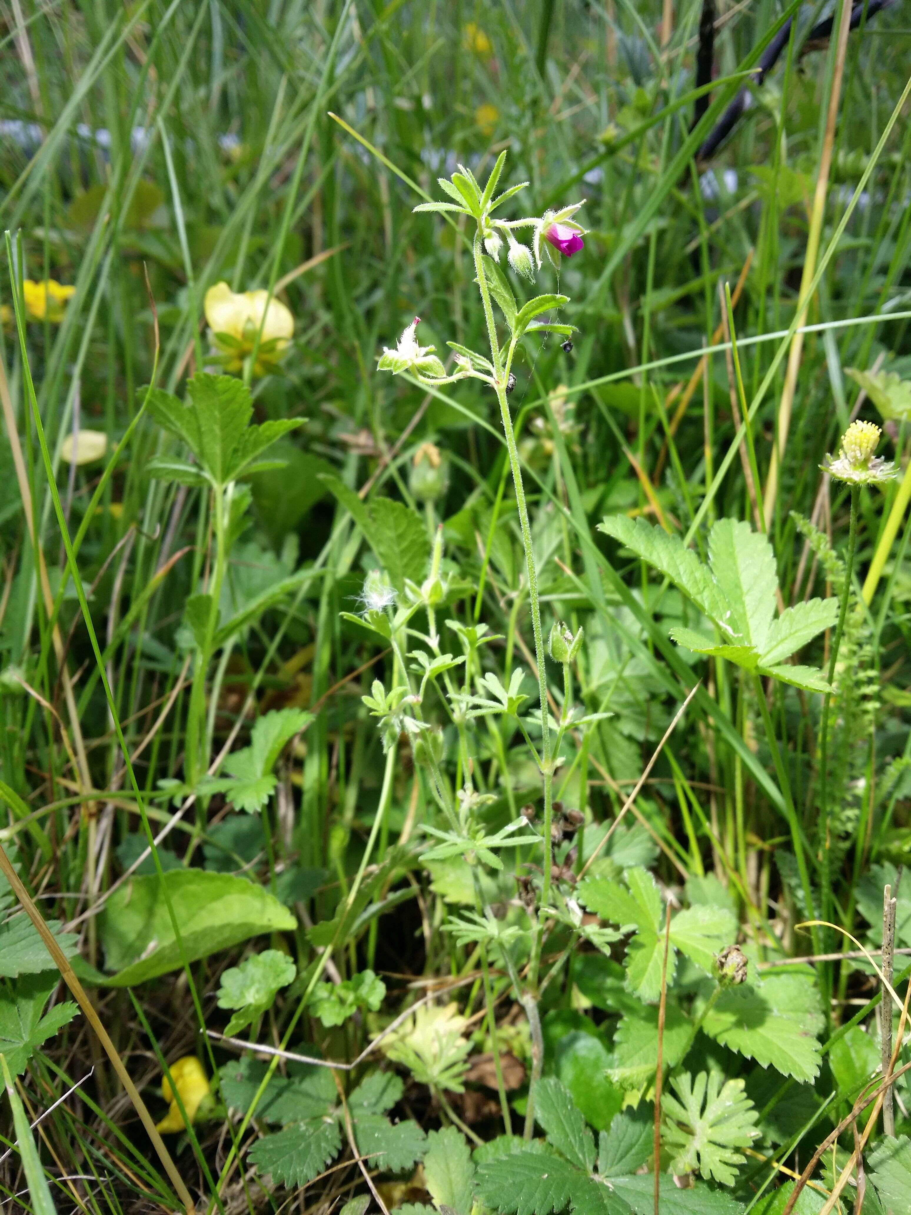 Image of cut-leaved cranesbill