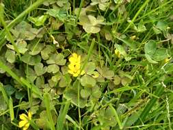 Image of creeping woodsorrel