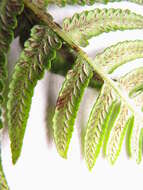 Image of Petersen's-Spleenwort