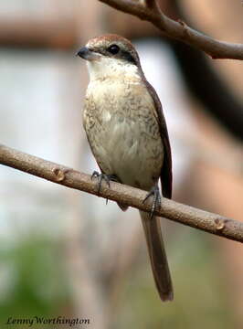 Image of Brown Shrike