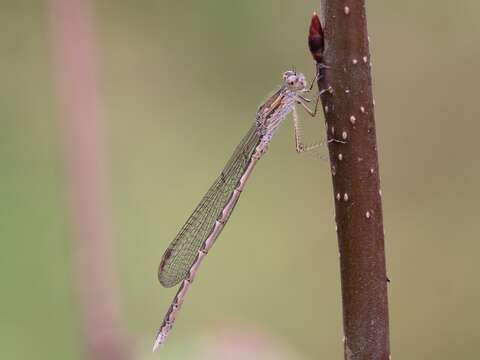 Image of Siberian Winter Damsel