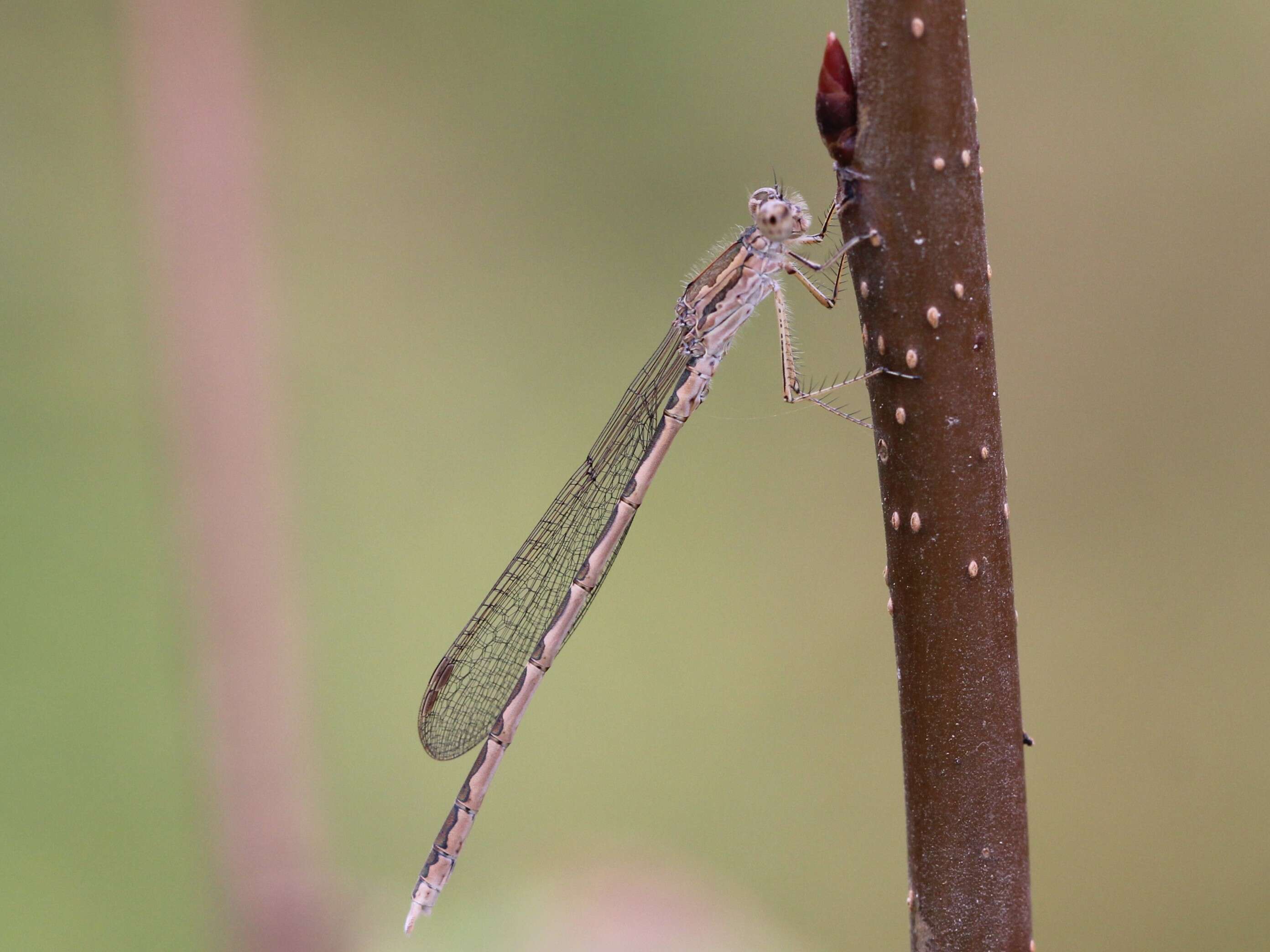 Image of Siberian Winter Damsel