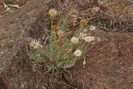 Imagem de Erigeron poliospermus A. Gray