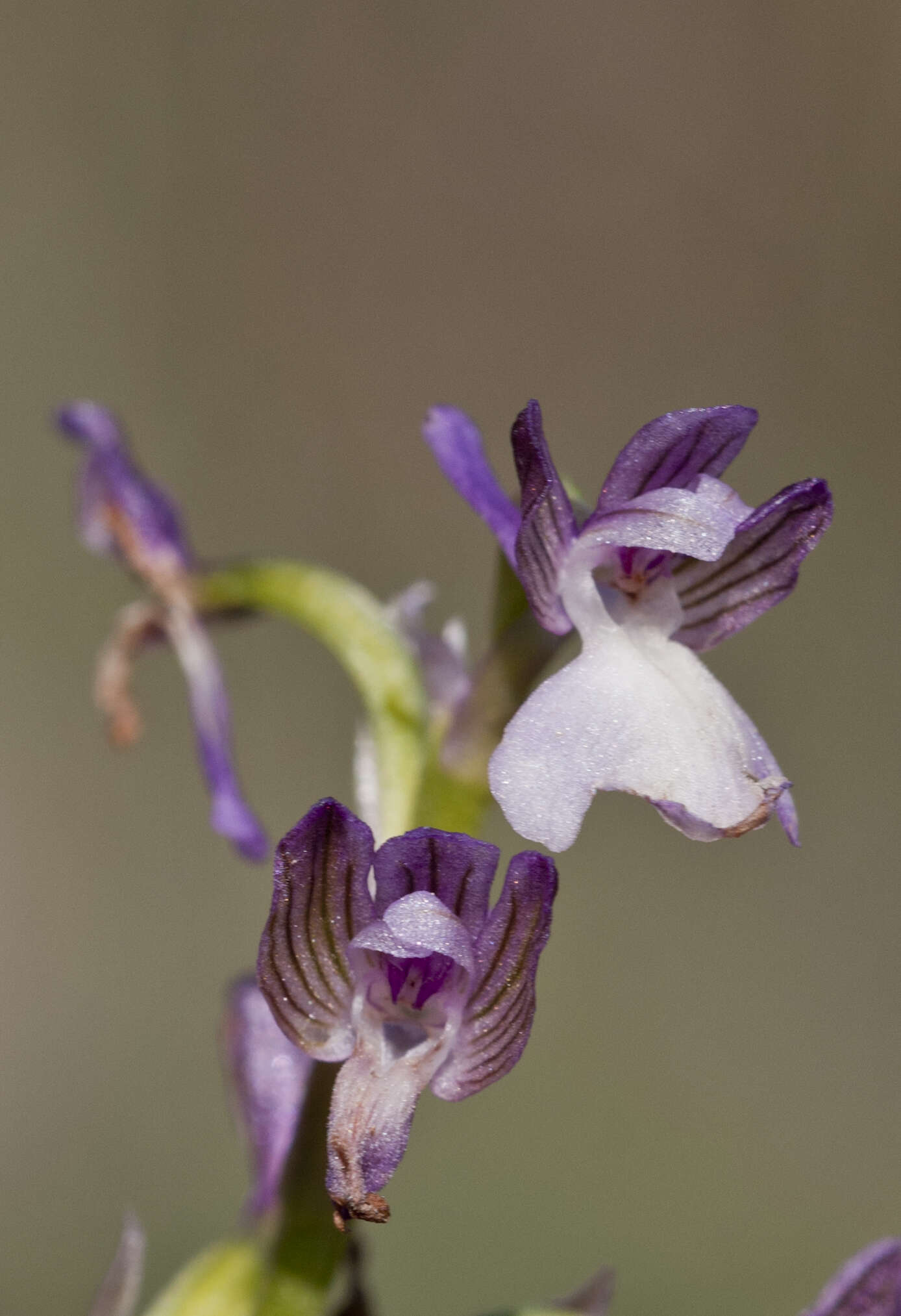 Image of Anacamptis morio subsp. syriaca (E. G. Camus) H. Kretzschmar, Eccarius & H. Dietr.