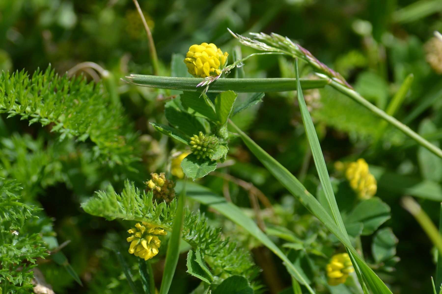 Image of black medick