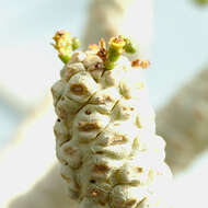 Sivun Euphorbia poissonii Pax kuva