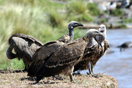 Image of Rueppell's Griffon