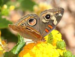 Image of Common buckeye