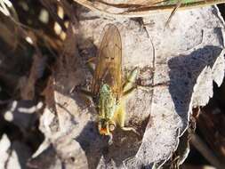 Image of Scathophaga stercoraria (Linnaeus 1758)